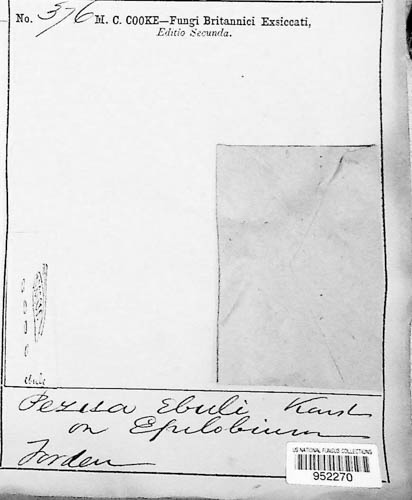 Peziza ebuli image